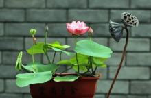 碗莲可以种在鱼缸里吗?带你一分钟全面了解答案!