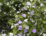 鸳鸯茉莉开花时间是什么时候？鸳鸯茉莉不开花怎么办？