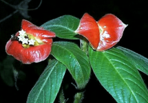 嘴唇花几天能发芽?嘴唇花发芽后怎么管理?