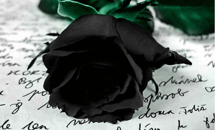 黑玫瑰代表啥意思图片