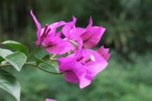 叶子花有毒吗？它既是有毒的又是无毒的！