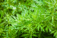 青蒿的功效与作用介绍!和野草一样的植物有用吗?