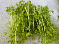 豌豆苗种植方式?超实用种豌豆苗技术合集!