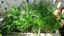 花盆怎么种菜?用花盆种菜既可以满足味蕾又赏心悦目!