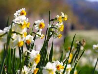 水培水仙花能存活几年？水培水仙花原来有这么多难点！