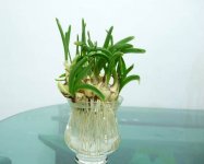 水仙花怎么水培种植？记住这些要点！轻松拥有一盆水培水仙花！