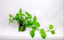 耐阴植物有哪些？这些常见的耐阴植物又好看又好养！