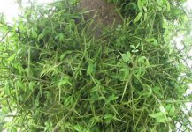 皂刺有哪些副作用?正确地服用皂刺的方法?