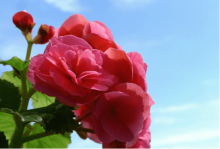 丽格海棠开完花后怎么处理？这样做来年还是花团锦簇！