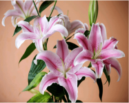 香水百合花期多久?教你延长香水百合花期的小技巧!