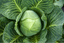 莲花菜的价格是多少?全国莲花菜价格介绍!