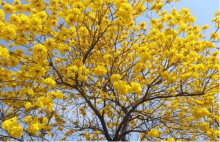 黄花风铃木花期是什么时候?黄花风铃木花开仅两周，错过可要再等一年哦!