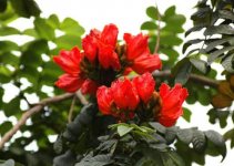 南方园林适合哪些植物？这些植物最适合在南方种植！