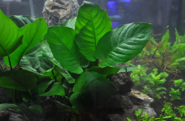 水榕草_副本.jpg 水榕草_副本.jpg