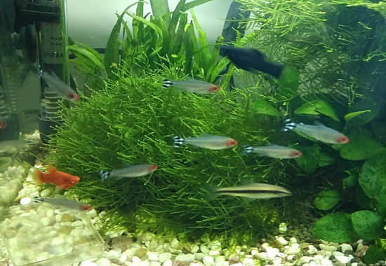 水草1_副本.jpg 水草1_副本.jpg