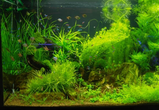 水草3_副本.jpg 水草3_副本.jpg