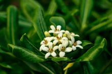 瑞香花能长多高?瑞香花的身高大概是这样的!