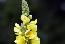 毛蕊花多少钱一斤？毛蕊花市场价格介绍！值得收藏的毛蕊花报价单！