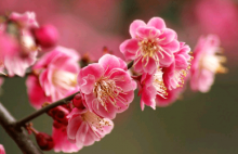 中国国花是什么花？是牡丹还是梅花？你真的了解吗？
