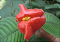 你知道嘴唇花多少钱吗?你了解嘴唇花的价格吗?