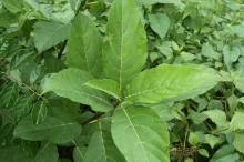 牛奶树果实能吃吗？快速了解牛奶树果实是否能吃！