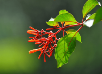 中国是否种植希茉莉？带你快速了解我国栽培希茉莉的相关情况！