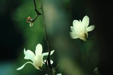 黄桷兰和白兰花的区别是什么呢？学会这三点就可以简单分辨了！