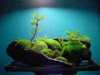苔藓在家中怎么种植?手把手教你种植苔藓!