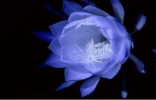 昙花的药用价值?怪不得古人都在极力追求“昙花一现”!
