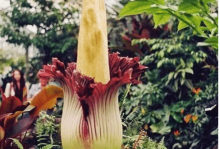 尸香魔芋花长什么地方？野生的只有热带雨林里有！它竟然长这样！