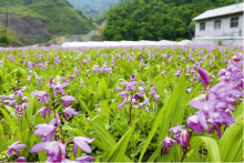中药白芨种植方法是什么？白芨种植技术要点及养护方法介绍!