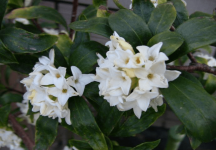 美丽的瑞香花花语是否也寓意美好呢?瑞香花的花语是什么?