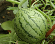 西瓜怎么在阳台上种?种植阳台西瓜时有哪些要注意的地方?