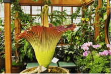 尸香魔芋花有毒吗？虽然它散发着恶臭，但是是无毒的!