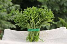 救心菜的种植方法是什么？这样种植救心菜丰收又饱满！救心菜种植方法介绍！