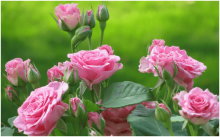 你知道北京的市花吗？北京的市花有花中皇后之称！