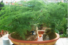 云竹怎么浇水的呢？这么浇水你的文竹绝对可以长得好！
