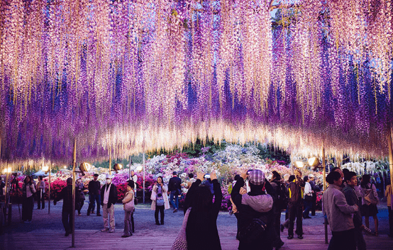 花门5.png 花门5.png