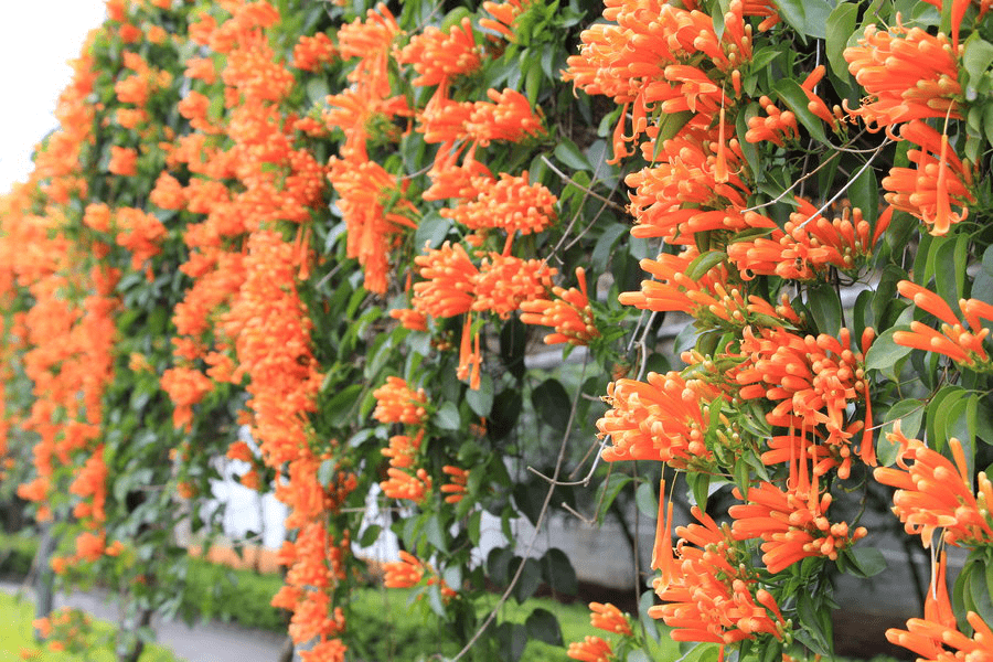 花门4.png 花门4.png
