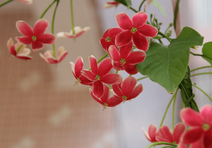 花门3.png 花门3.png