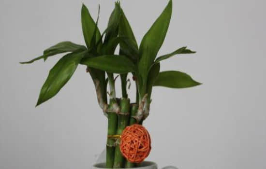 植物啊_副本.jpg 植物啊_副本.jpg