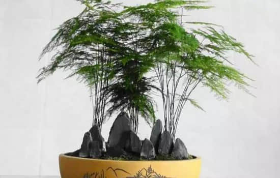 文竹_副本.jpg 文竹_副本.jpg
