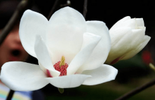 白玉兰花可以吃吗?白玉兰花既可做美食又可入药!
