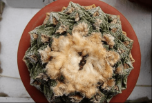 龟甲牡丹几年能开花？一分钟了解龟甲牡丹的花期！