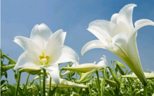 代表友谊的花有哪些？朋友之间送什么花比较合适？