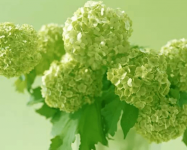 绣球花夏天怎么养?快来学习一年四季怎么养护绣球花!