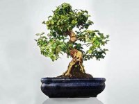 山指甲盆景怎么浇水?量多量少有讲究!