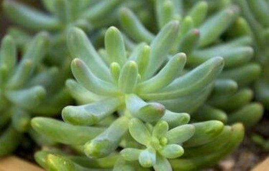 玉米石3_副本.jpg 玉米石3_副本.jpg