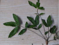 还不清楚凤尾草的服用禁忌吗？带你科学服用凤尾草！