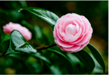 山茶花品种还不知道？带你了解山茶花的三大类品种！